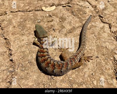 Alligator Meridionale Lizard (Elgaria multicarinata) primo piano Foto Stock