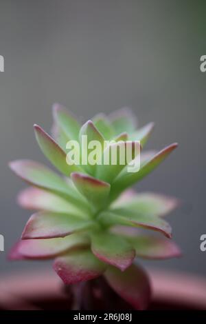 Fiori foglie primo piano vista botanica fondo sedum kimnachii famiglia crassulaceae grande formato stampe di alta qualità Foto Stock