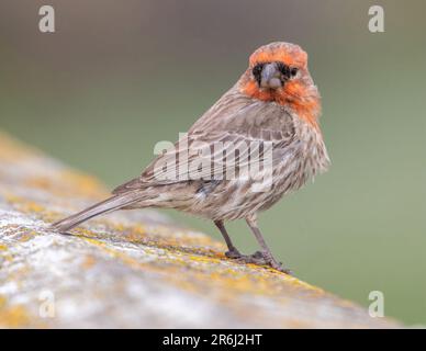 Casa Finch maschio arroccato su ringhiera del molo. Palo Alto Baylands, California, Stati Uniti. Foto Stock