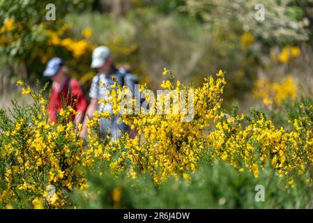 Hiddensee, Germania. 07th giugno, 2023. Due persone camminano davanti ai cespugli di gola. Un impressionante spettacolo naturale è attualmente in corso sull'isola di Hiddensee. Metà dell'isola è bagnata da un giallo soleggiato come la gola fiorisce sulle colline del Dornbusch nel Parco Nazionale della Vorpommersche Boddenlandschaft. Credit: Stephan Schulz/dpa/Alamy Live News Foto Stock