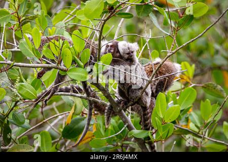 Gruppo di Marmoseti comuni che si arrampicano in un albero verde, uno con un bambino sulla schiena, Paraty, Brasile Foto Stock