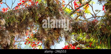 Vista panoramica a basso angolo su un meraviglioso albero con fiori rossi e muschio spagnolo nella storica città di Paraty, Brasile, patrimonio dell'umanità dell'UNESCO Foto Stock