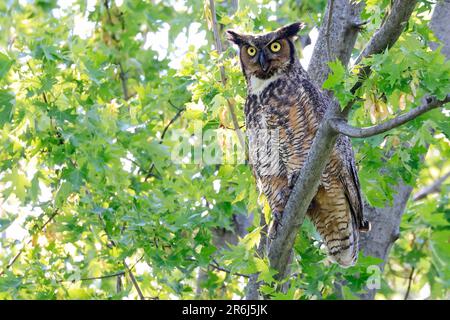 Gufo dalle corna grandi arroccato su un ramo di albero nella foresta, Quebec, Canada Foto Stock