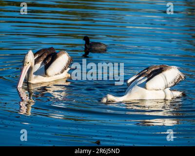 Due grandi Pelicani australiani galleggiano e si nutrono, uno con la testa nell'acqua increspata del lago, Australia Foto Stock