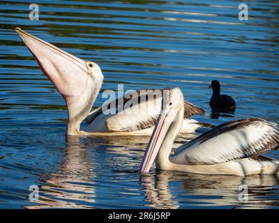 Due grandi pellicani australiani che galleggiano e si nutrono riflessi nell'acqua del lago ondulata, uno che ingoia qualcosa nella sua sacca rosa della gola, Australia Foto Stock