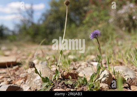 Closeup naturale a basso angolo su un fiore di palla comune mediterraneo, Globularia bisnagarica Foto Stock