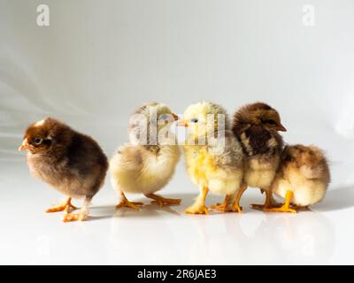 Cinque polli bruni neonati su bianco con spazio copia Foto Stock