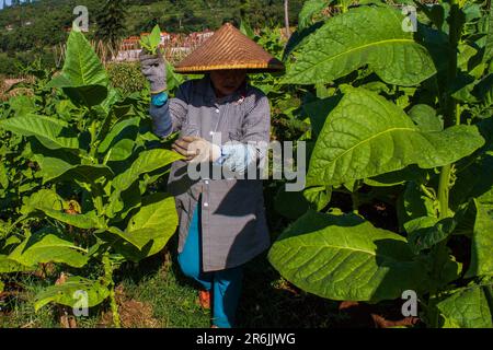 Sumedang, Giava Occidentale, Indonesia. 10th giugno, 2023. Un contadino si prende cura delle piante di tabacco da raccogliere a Tanjungsari, Sumedang Regency. Durante la stagione secca inizia, i residenti del Tobacco Village stanno lavorando sodo per la lavorazione delle foglie di tabacco. Vassoi di essiccazione del tabacco al sole riempiono le strade del villaggio, tetti e terrazze. Il tabacco proveniente da questo villaggio sarà inviato in varie regioni della Giava occidentale ed esportato all'estero. (Credit Image: © Algi Libri Sugita/ZUMA Press Wire) SOLO PER USO EDITORIALE! Non per USO commerciale! Foto Stock