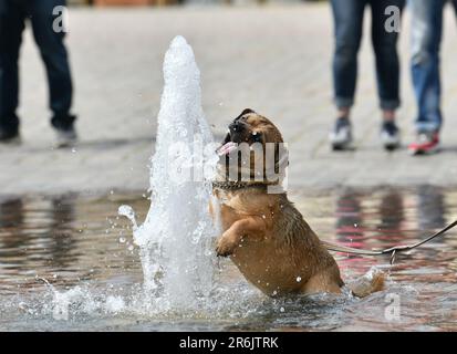 Berlino, Germania. 1st giugno, 2023. Un cane gioca nel centro di Stralsund, Germania nord-orientale, 1 giugno 2023. Credit: Ren Pengfei/Xinhua/Alamy Live News Foto Stock