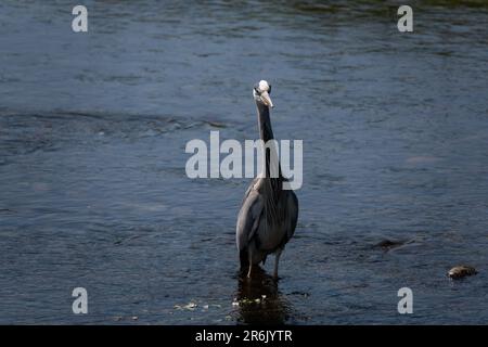 Un airone grigio in cerca di pesce sul fiume Eamont vicino Penrith Cumbria Foto Stock