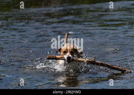 Un Parson Russell Terrier che gioca a fetch con un bastone nel fiume Eamont vicino Penrith Cumbria Foto Stock