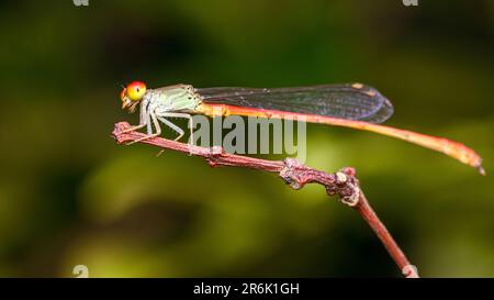 Una damselfly arancione appollaiata su un ramo di albero e sfondo naturale, fuoco selettivo, macro di insetti, insetto colorato in Thailandia. Foto Stock