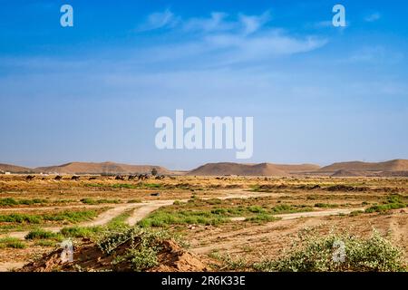 Paesaggio con cammelli Foto Stock