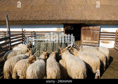 Capre in una fattoria Foto Stock