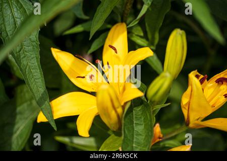 primo piano di una fioritura di giglio giallo aperto e molti ancora da aprire Foto Stock