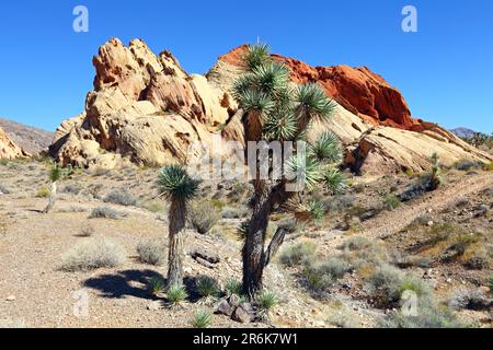 Whitney tasche, Golden Butte, Nevada, STATI UNITI D'AMERICA Foto Stock