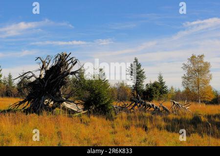 Foresta Nera, Foresta Nera High Road, vicino Alexanderschanze, vista della Foresta Nera meridionale, albero morto, dieback foresta, vicino Zollstockhuette, albero Foto Stock