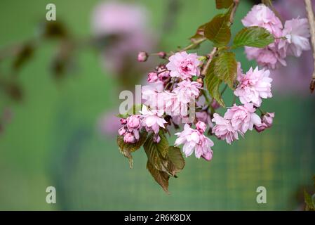 La ciliegia extraordinaire piangente con i suoi rami a cascata adornati da delicati fiori rosa, affascina i sensi. Foto Stock