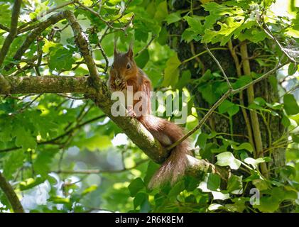Scoiattolo rosso ( Sciurus vulgaris) Foto Stock