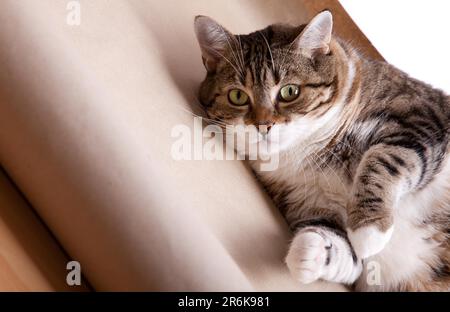 Gatto grasso giacente sul pavimento Foto Stock