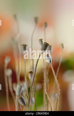 Foto autunnale con cialde di papavero essiccate Foto Stock