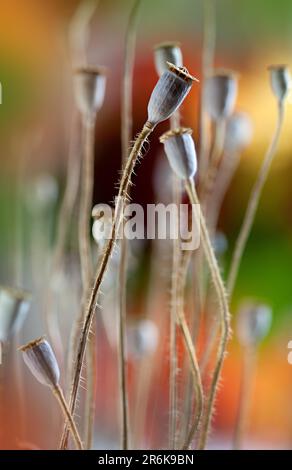 Foto autunnale con cialde di papavero essiccate Foto Stock