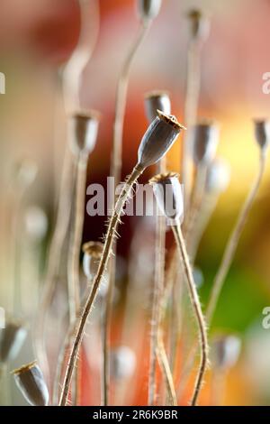 Foto autunnale con cialde di papavero essiccate Foto Stock