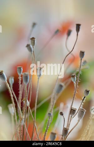 Foto autunnale con cialde di papavero essiccate Foto Stock