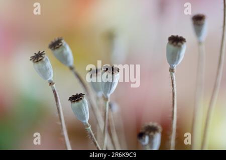 Foto autunnale con cialde di papavero essiccate Foto Stock