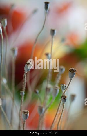 Foto autunnale con cialde di papavero essiccate Foto Stock