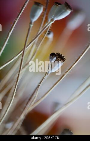 Foto autunnale con cialde di papavero essiccate Foto Stock