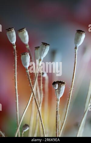 Foto autunnale con cialde di papavero essiccate Foto Stock