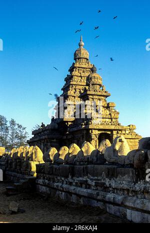 Shore tempio dedicato agli dei Vishnu e Shiva costruito 700 °, 728 in Mahabalipuram, uno dei più antichi tempio in piedi sul bordo del mare in Foto Stock