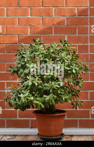 un enorme fiore di crassula in una pentola sullo sfondo di un muro di mattoni Foto Stock