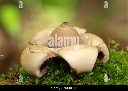 Nord Reno-Westfalia, Stella della Terra Ruffed (Triplex Geastrum) collare Terra Star, Germania Foto Stock