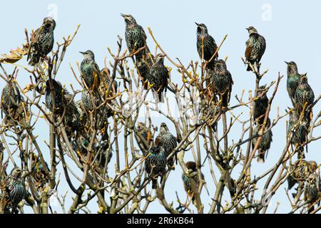 Starlings comuni, Northumberland, Inghilterra (Sternus vulgaris) Foto Stock