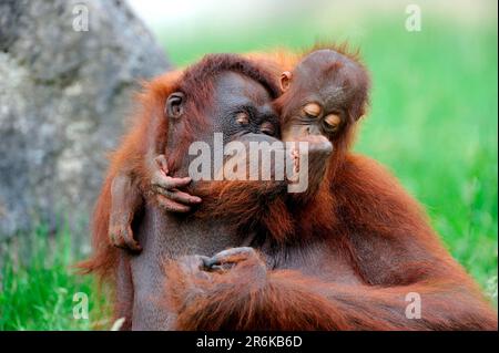 Borneo orangutans, femmina con giovane (Pango pygmaeus pygmaeus) Foto Stock