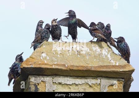 Starlings comuni su camino, Northumberland, Inghilterra (Sternus vulgaris) Foto Stock