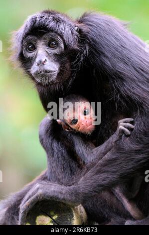 Scimmia ragno testa marrone, femmina con giovane (Ateles fusciceps), scimmia ragno testa marrone Foto Stock