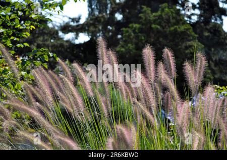 Erba pipa, erba lamplicker (Pennisetum alopecuroides), erba setola