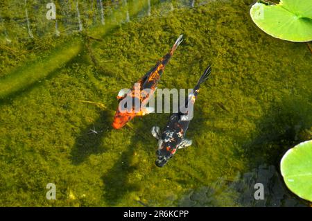 Koi giapponese in stagno, carpa comune (Cyprinus carpio) Foto Stock