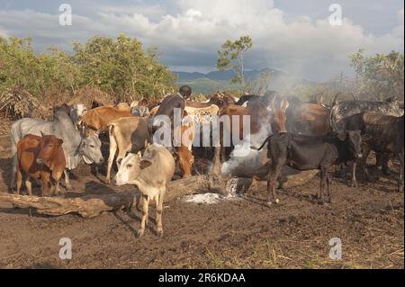 Pastore di Surma con bestiame, vicino Tulgit, Omo River Valley, Etiopia Foto Stock