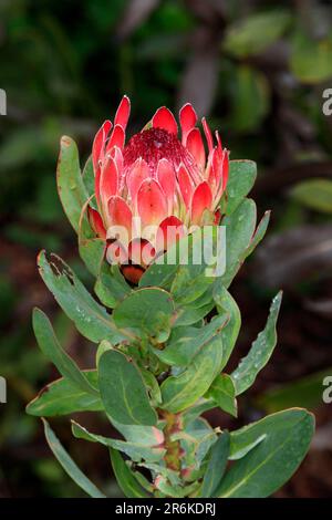 Re protea (Protea cynaroides), Sudafrica Foto Stock