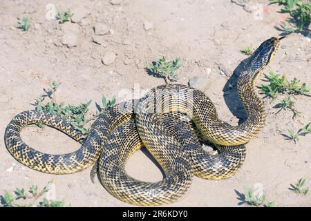 Serpente a quattro righe (Elaphe quatuorlineata), Bulgaria, Ratsnake a quattro righe Foto Stock