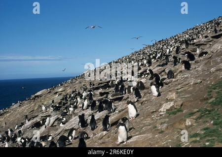 Pinguino Rockhopper e Cormorani Re, Isola di Saunders, Isole Falkland (Eudytpes crestate) (Eudyptes chrysocome) (Phalacrocorax atriceps Foto Stock
