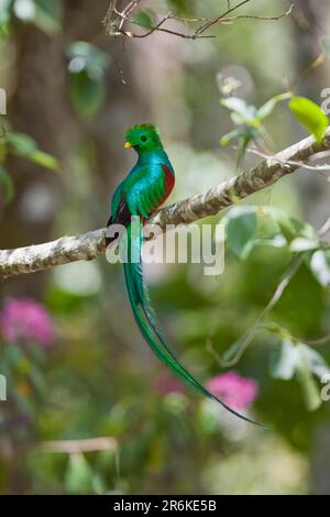 Risplendente Quetzal (Pharomachrus mocinno), maschio, uccello degli dei, Costa Rica Foto Stock