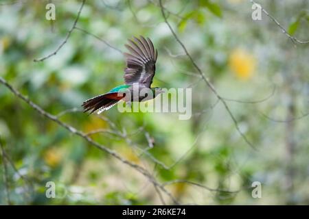 Quetzal, femmina (Pharomachrus mocinno costaricensis), uccello degli dei, Costa Rica Foto Stock