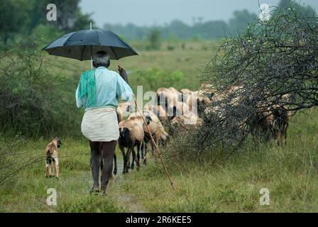 Un vecchio pastore che branda un gregge di pecore in un giorno piovoso Tamil Nadu, India, Asia Foto Stock