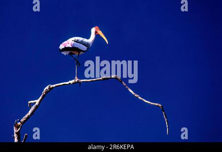 Cicogna dipinta (Mycteria leucocephala) al Kokkarebellur Bird Sanctuary vicino Mysuru Mysore, Karnataka, India del Sud, India, Asia Foto Stock