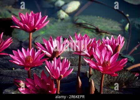 Ninfea nouchali Burm. F) Tamil Nadu, India meridionale, India, Asia Foto Stock